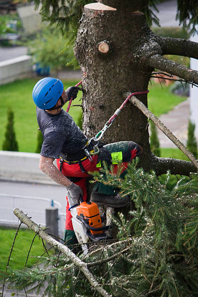 How Our Tree Care Process Works  in  Brookside, NJ