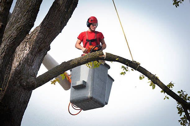 Best Fruit Tree Pruning  in Brookside, NJ